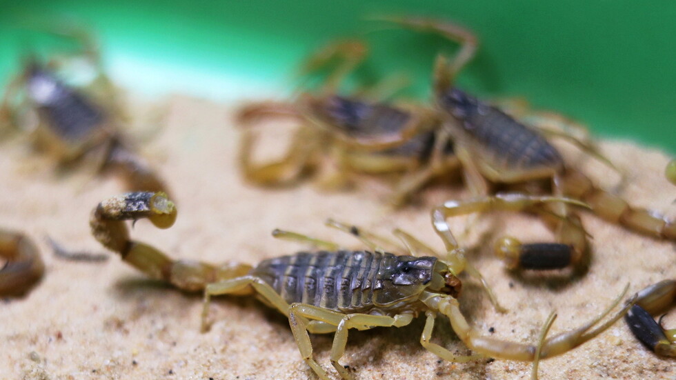 وزارة الصحة المصرية تنفي تسجيل أي وفاة ناجمة عن لدغات العقارب في أسوان