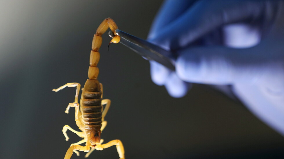 مصر تصدر تحذيرا للمواطنين بشأن العقارب والثعابين بعد ظهورها في أسوان