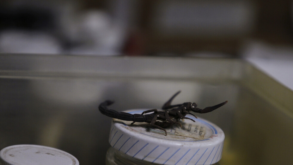 مصر.. مسؤول يشرح إمكانية وصول العقارب والثعابين إلى القاهرة بعد ظهورها في أسوان