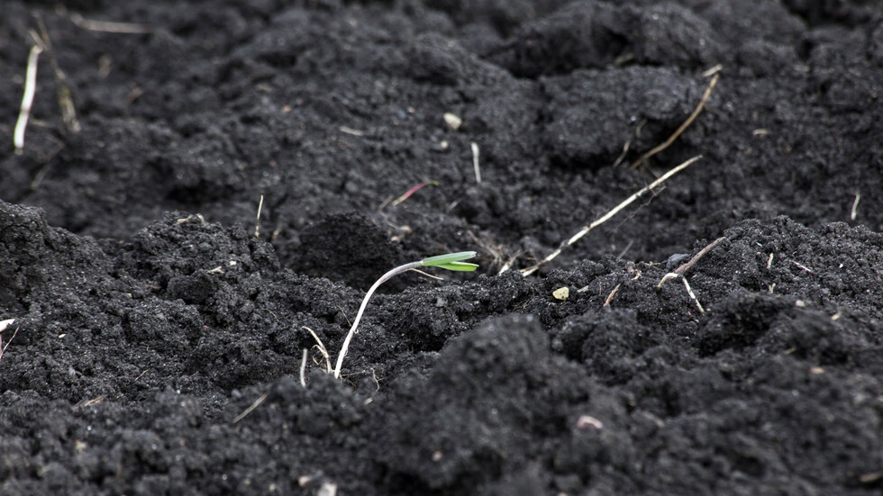 كل شيء ثمين يتم تهريبه.. استمرار تهريب التربة من إيران إلى دول الخليج