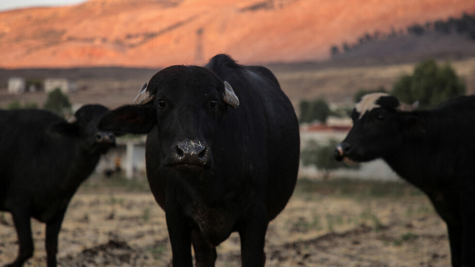 أداة ذكاء اصطناعي تتنبأ بالحيوانات التي من المحتمل أن تنشر 