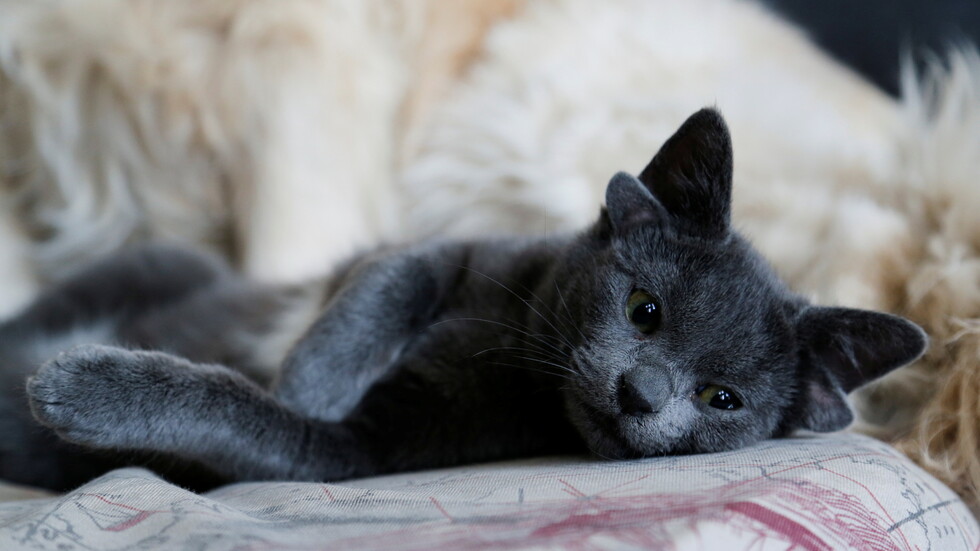 تركيا.. ولادة قطة بأربع آذان حظيت بشهرة واسعة على الإنترنت (صور)