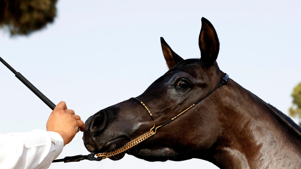 إيران تسمح وللمرة الأولى بتصدير الخيول إلى الخارج و30 منها بيعت لدولة خليجية