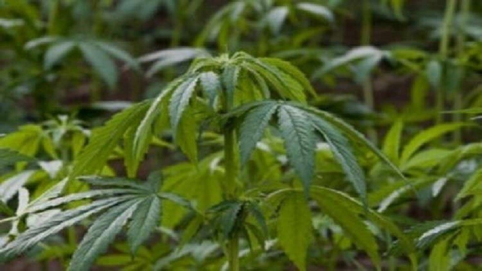 كندا تسمح بتوصيل "الحشيش" عبر خاصية "أوبر إيتس"