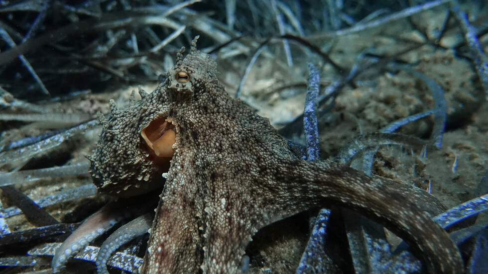 "تشعر بالألم".. بريطانيا تخطط لتصنيف الكركند والأخطبوط وسرطان البحر ككائنات واعية