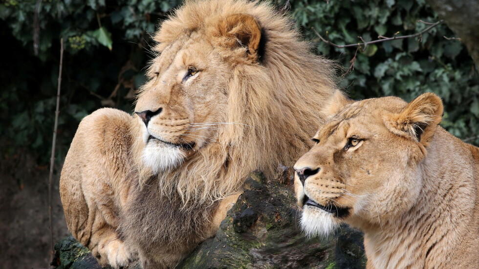 كرواتيا.. إصابة أسدين بفيروس كورونا في زغرب