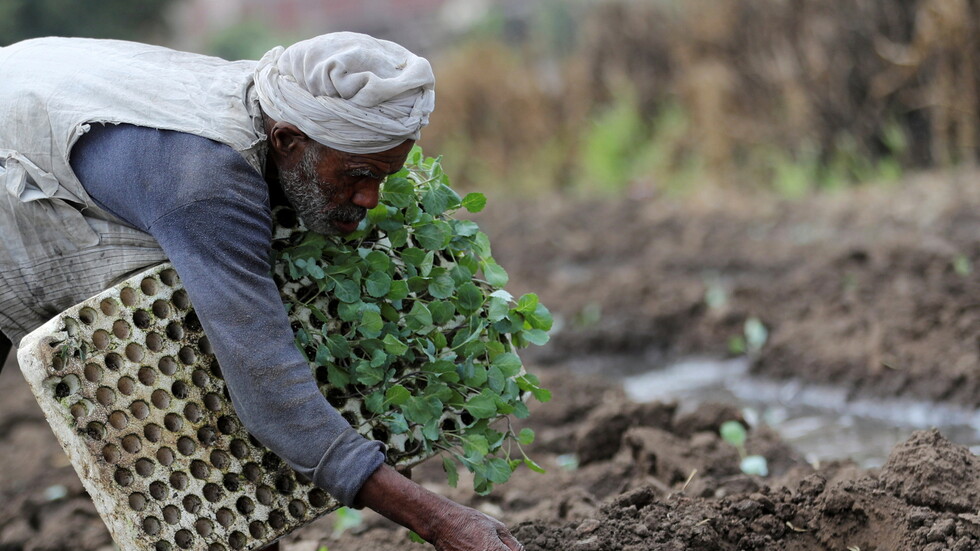 مصر.. الصادرات الزراعية تبلغ نحو 5.2 مليون طن في 11 شهرا