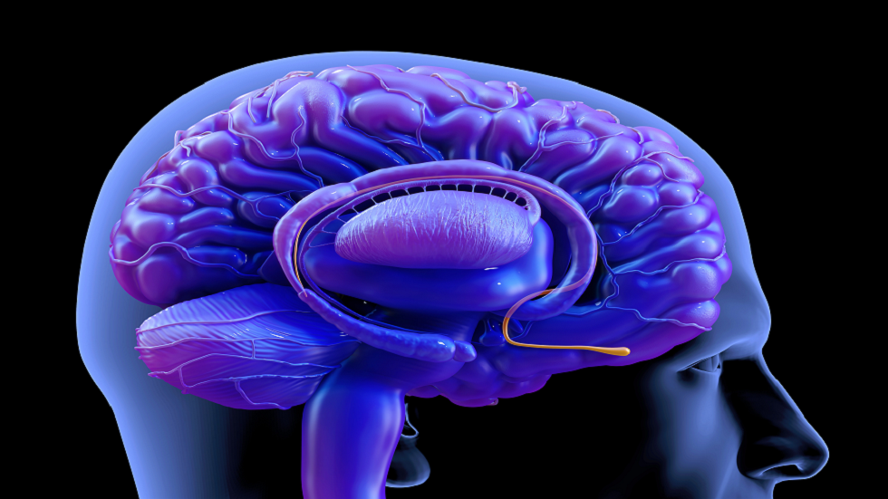 العلماء يكتشفون الجزء من الدماغ الذي قد يجعل الفرد مريضا!