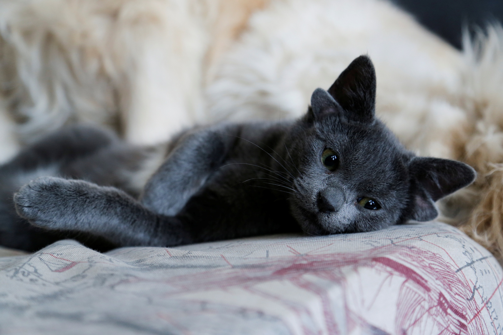 تركيا.. ولادة قطة بأربع آذان حظيت بشهرة واسعة على الإنترنت (صور)