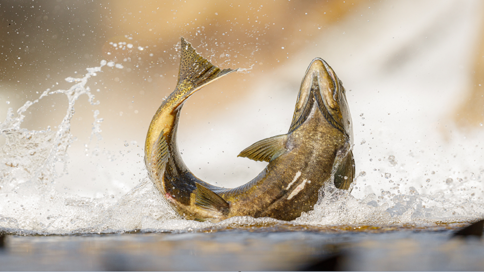 تصنيع بلاستيك جديد صديق للبيئة من الحيوانات المنوية لسمك السلمون في الصين!