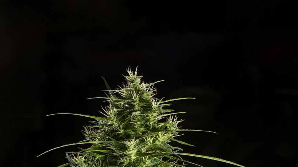 دراسة تحذيرية تكشف أثر الحشيش على عدد الحيوانات المنوية لدى ذكور الفئران!