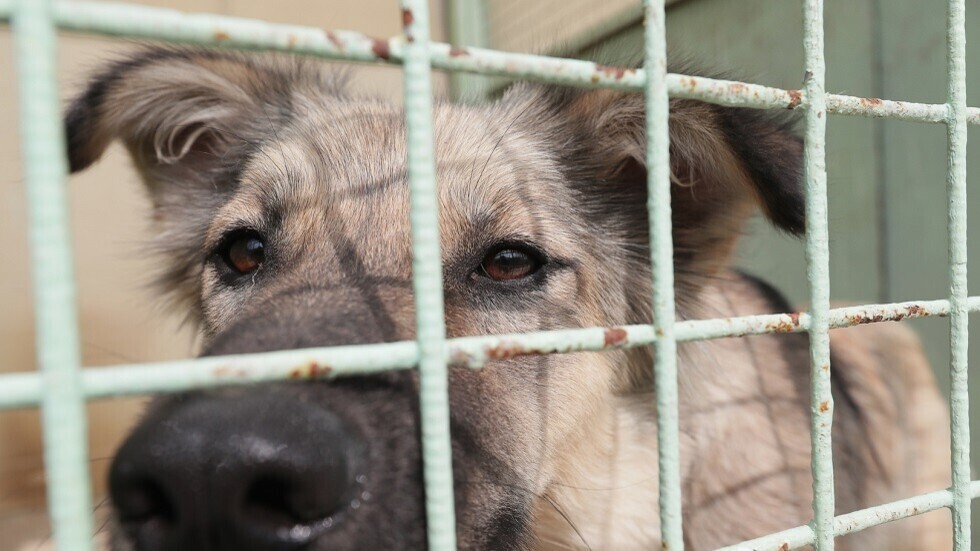 أمر يستحق العناء للمشردين.. كلاب ضالة "تدخن" الهيروين في أفغانستان