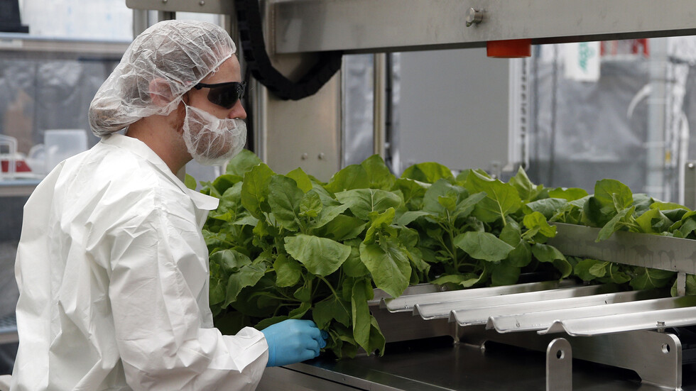 أول لقاح نباتي في العالم ضد 