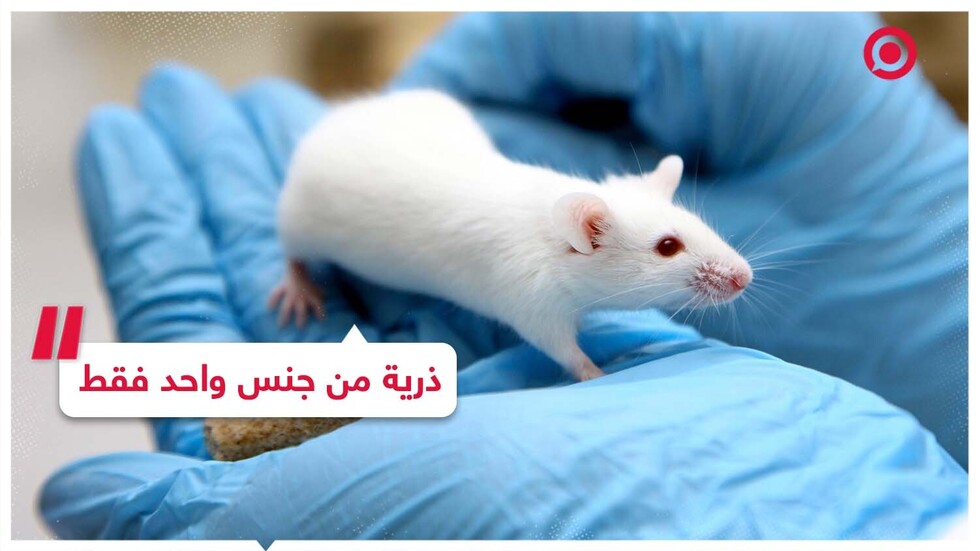 نتائج مبهرة حقهها علماء الوراثة.. ذرية من جنس واحد فقط