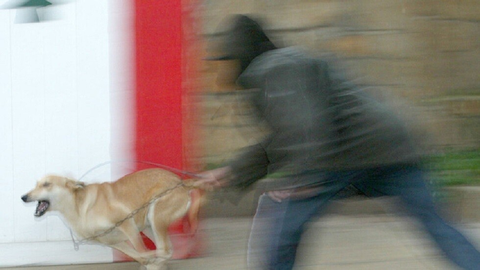 كلاب شاردة تفترس طفلا في سوريا