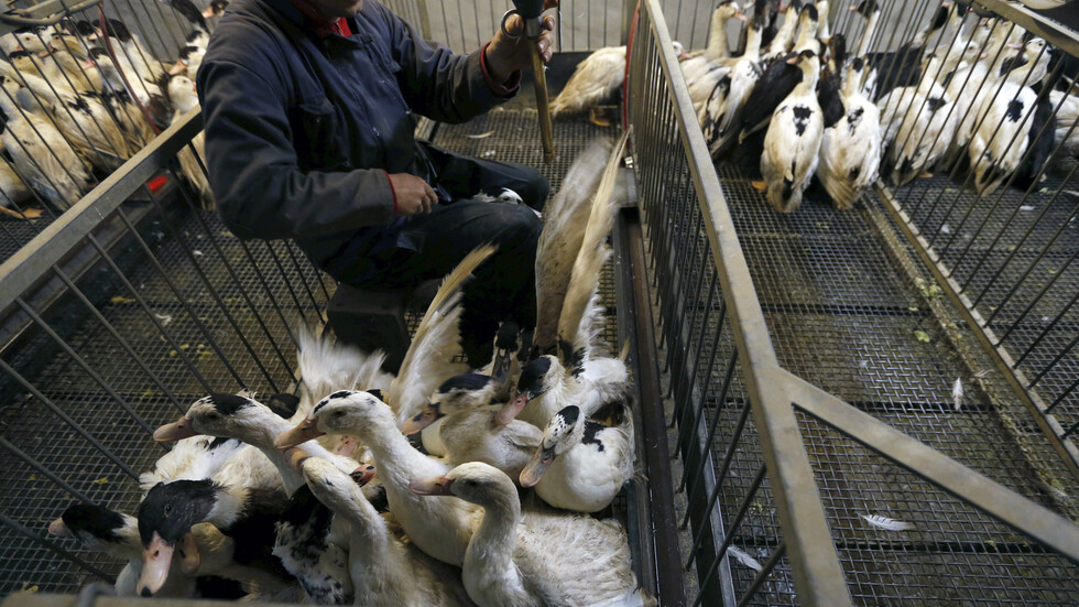 فرنسا تسجل أول إصابة بإنفلونزا H1N5 في مزرعة بشمال البلاد