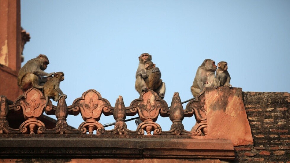 الهند.. قرود غاضبة تقتل 250 كلبا بقذفها من المرتفعات