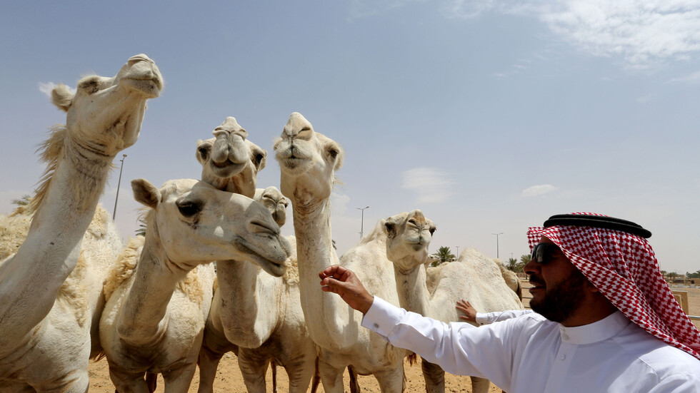 السعودية.. إتمام أضخم صفقة في عالم الإبل (فيديو)