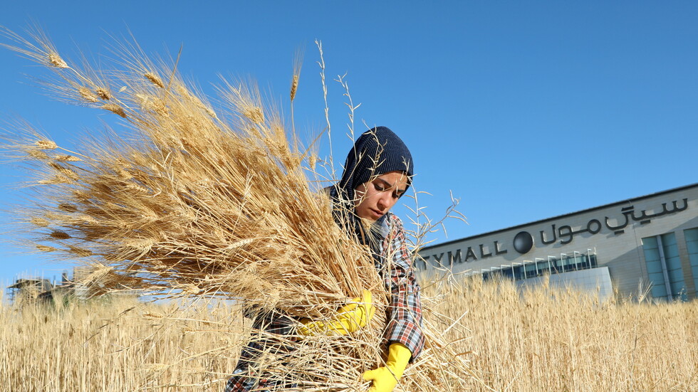 نائب أردني: خنازير من إسرائيل تدمر الأغوار
