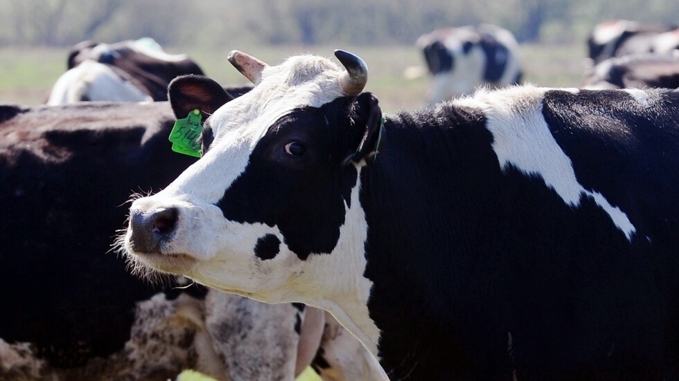 بقرة تضع عجلا برأسين في البرازيل (فيديو)