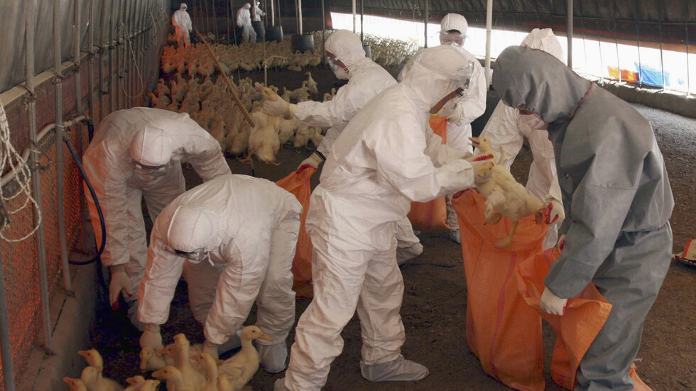 كوريا الجنوبية تسجل حالة إصابة إضافية بإنفلونزا الطيور شديدة الخطورة