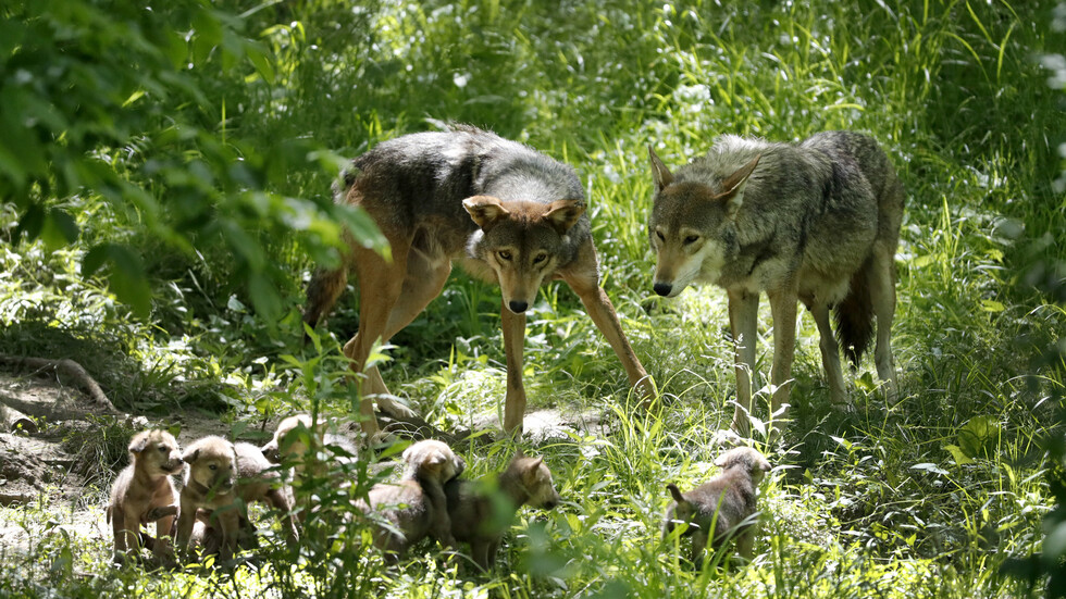 إغلاق حديقة حيوانات بجنوب فرنسا بعد هروب مجموعة من الذئاب