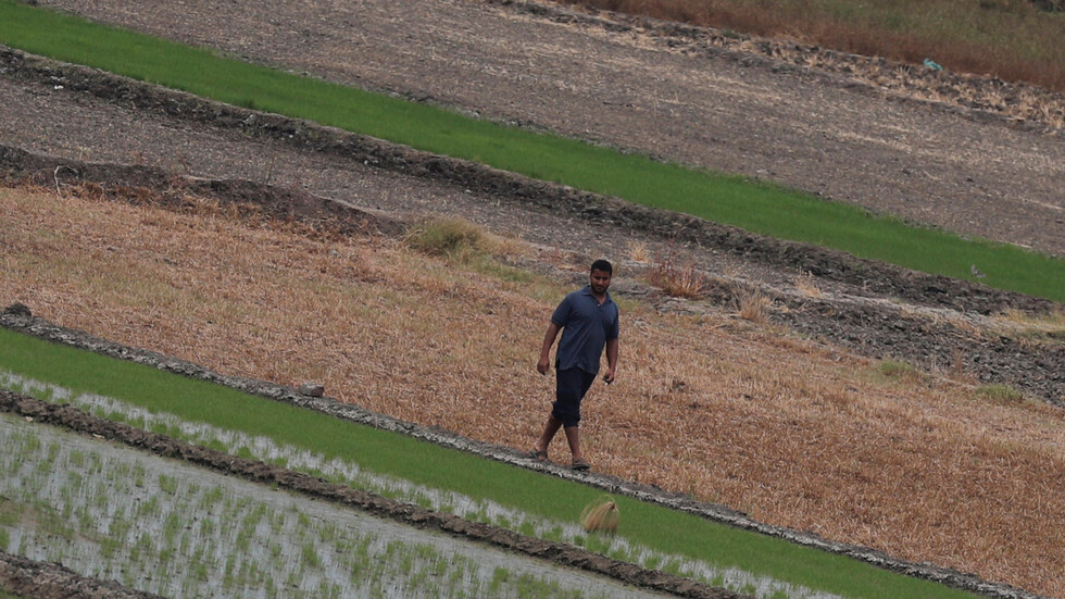 تعقيبا على تصريحات السيسي.. خبير مياه يكشف كيفية زراعة نصف مليون فدان في سيناء