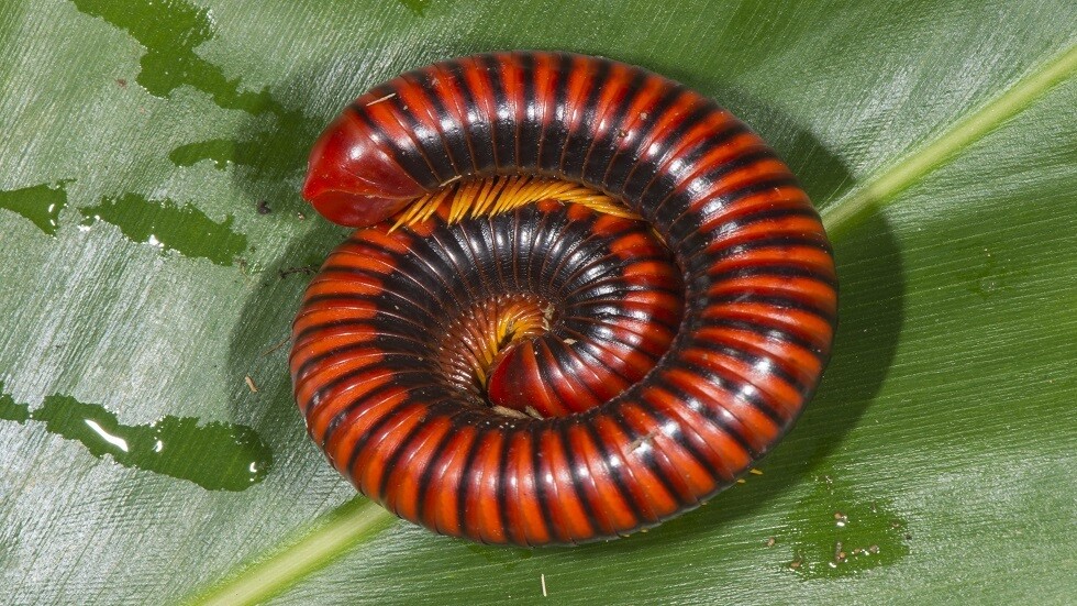 أستراليا.. اكتشاف مخلوق له 1306 أقدام