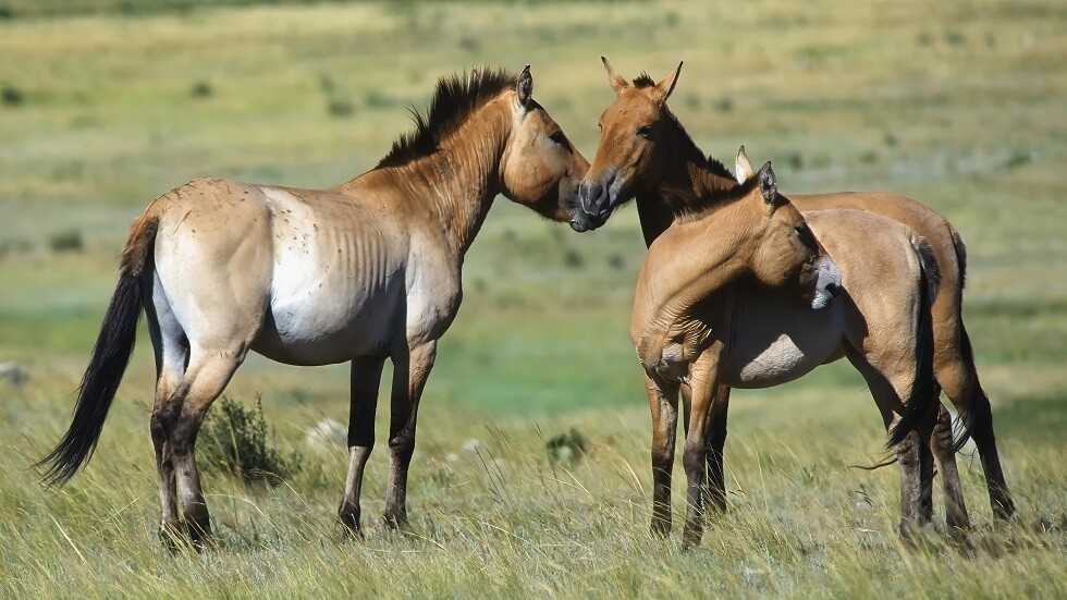 للخيول البرية نظام اجتماعي معقد