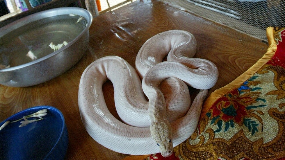 مواقع التواصل الاجتماعي تضج بفيديو لأفعى بقبعة 