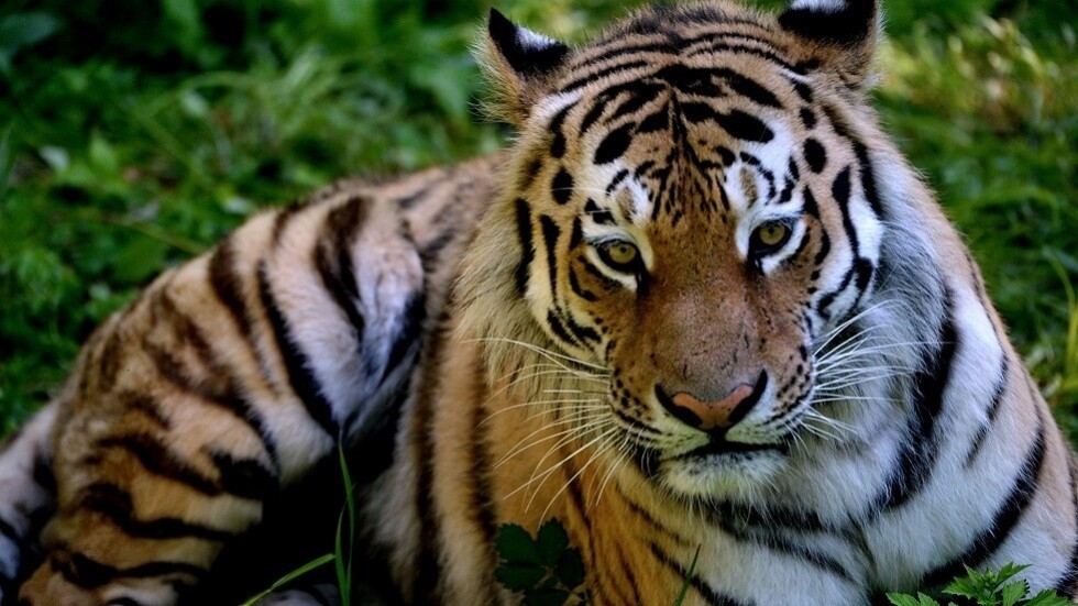 قتل نمر في حديقة للحيوانات بفلوريدا حاول افتراس عامل نظافة (فيديو)