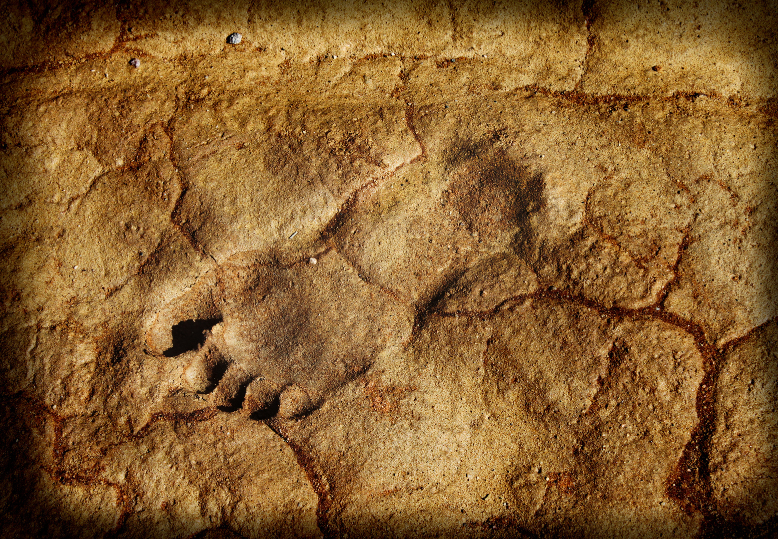 حل لغز آثار أقدام غريبة عمرها 3.7 مليون سنة اكتشفت في تنزانيا