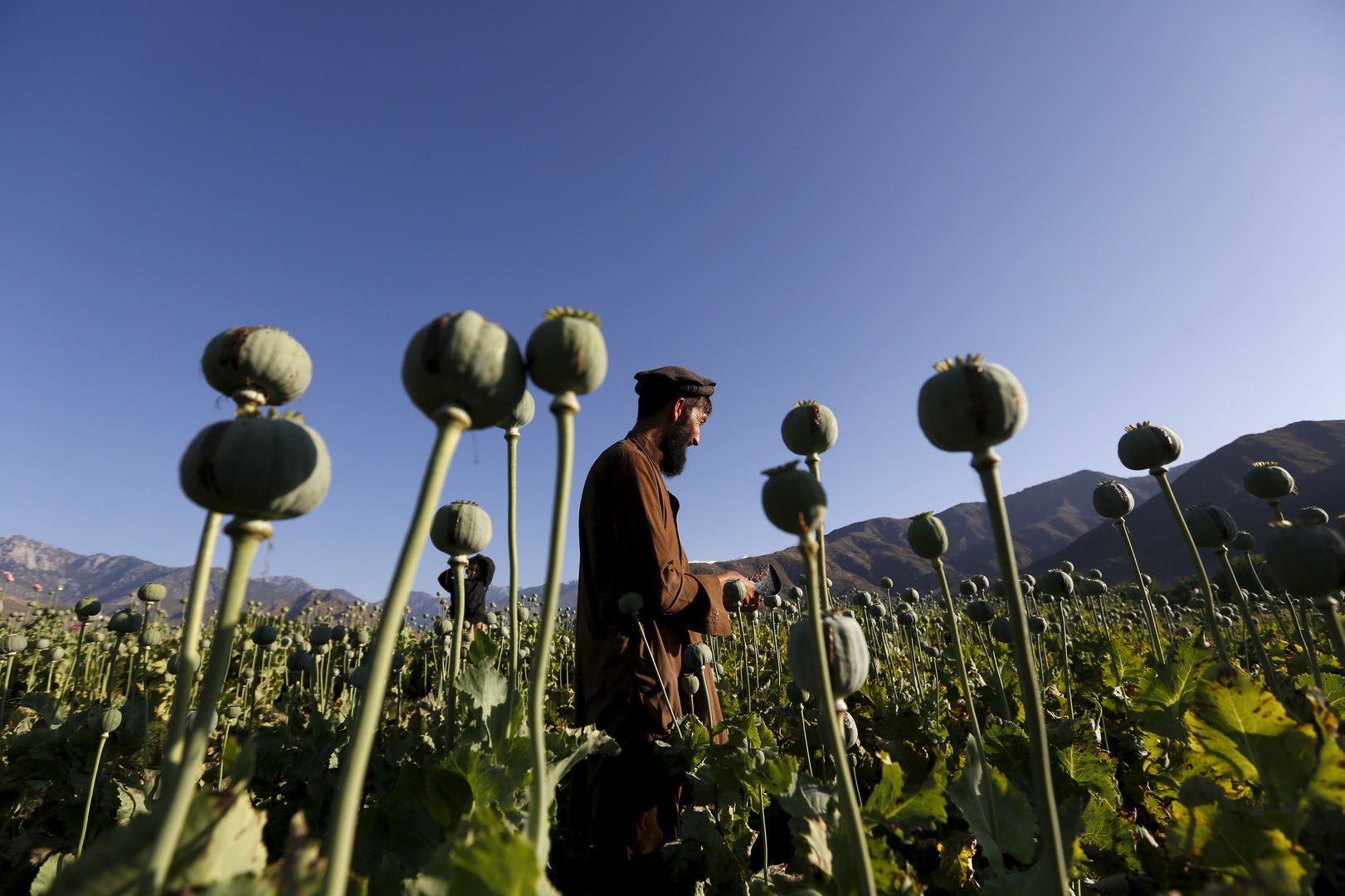 طالبان: 9% من سكان أفغانستان مدمنون على المخدرات