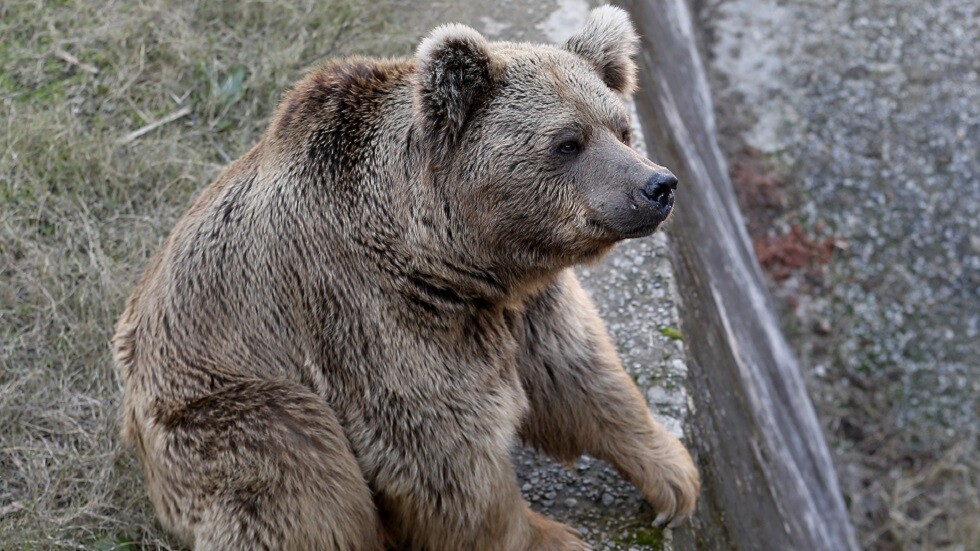 الولايات المتحدة.. دببة صغيرة تقتحم سيارة وتلهو بداخلها (فيديو)
