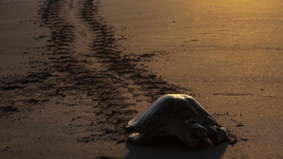 عاصرت 3 قرون.. السلحفاة جوناثان أكبر الحيوانات سنّا على وجه الأرض (صور)