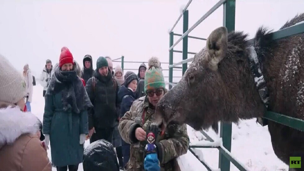 مدينة كوستروما الروسية.. تربية الأيائل