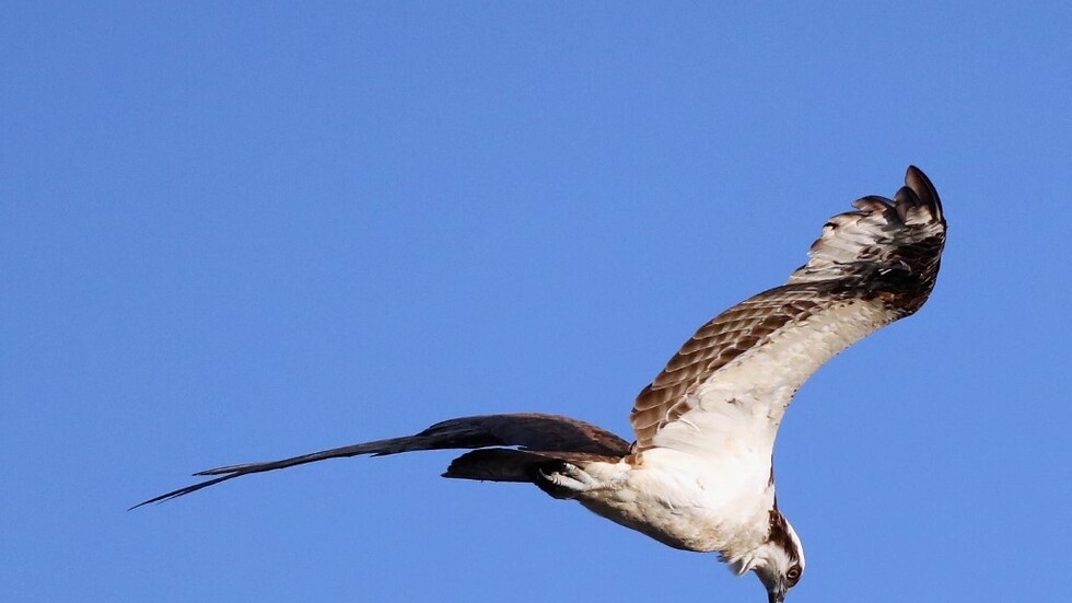 السعودية.. السماح بتصحيح أوضاع الصقور المجهولة حتى 4 أبريل