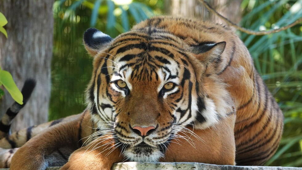 نمر يهاجم عمال حديقة حيوانات شمال طوكيو