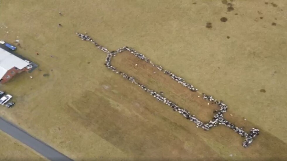 حقنة طويلة من الأغنام والماعز دعما لحملة اللقاح ضد كورونا