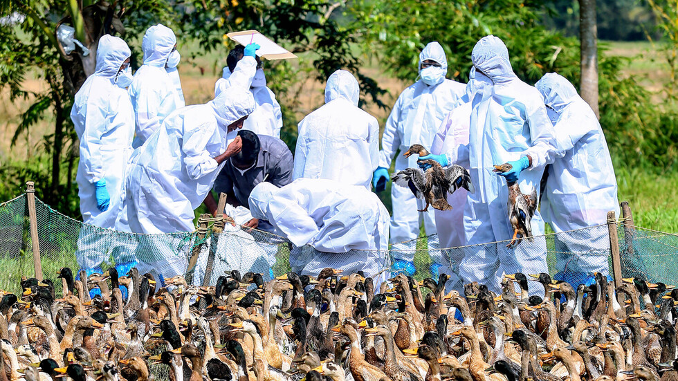 تسجيل أول إصابة بإنفلونزا الطيور في جنوب غرب إنجلترا