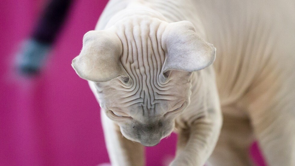 قط الفنانة المصرية ياسمين عبد العزيز يتصدر 