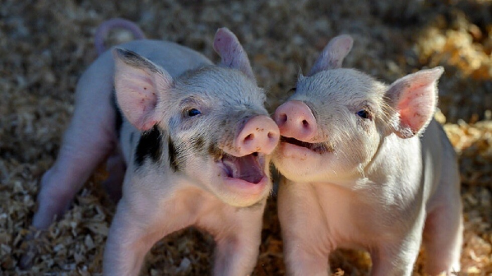 الإفتاء المصرية: لا حرج في التداوي بأوردة الخنزير في الأمور الملحة