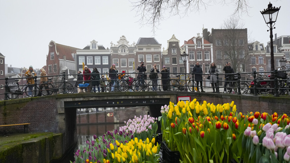 مزارعون يوزعون الزهور مجانا في أمستردام (صور)