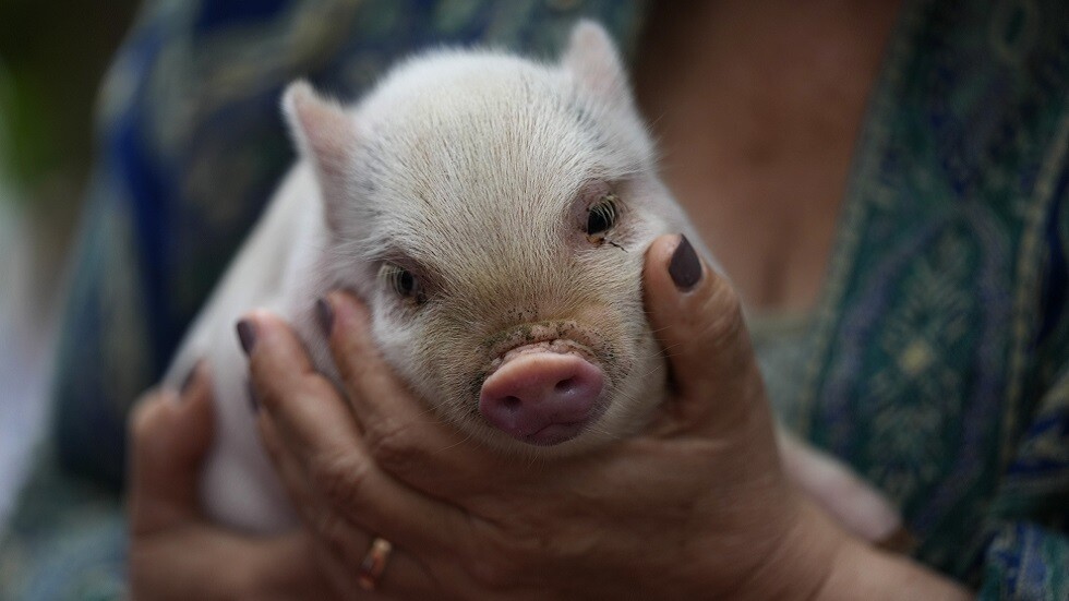 إيطاليا.. تسجيل إصابة بحمى الخنازير الإفريقية شمالي البلاد