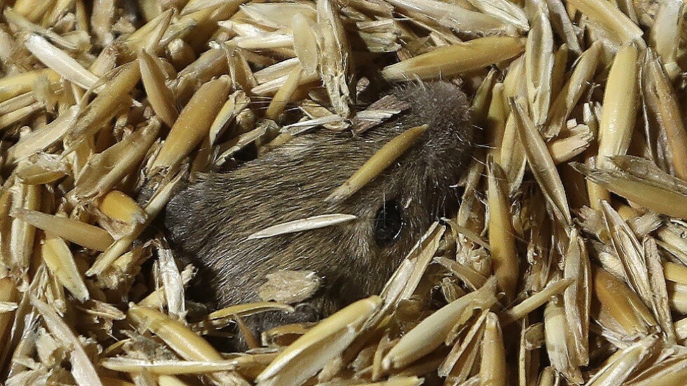 فأر يقف على سيخ شاورما في مطعم شهير بالسعودية يثير ضجة والسلطات تتدخل (فيديو)