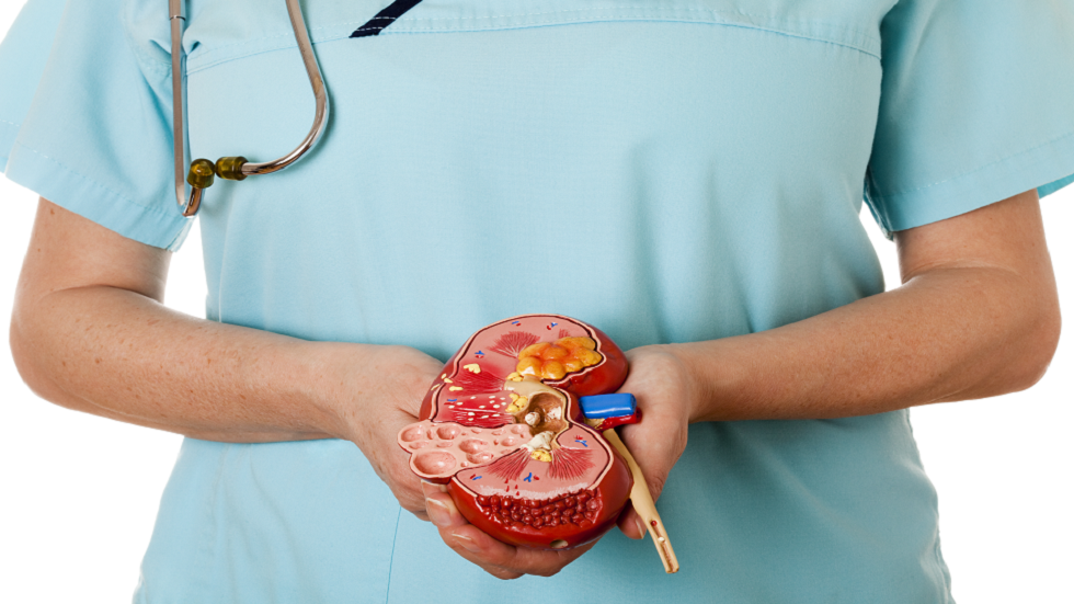 دراسة كندية تكشف عن آثار الحمل على الكلى