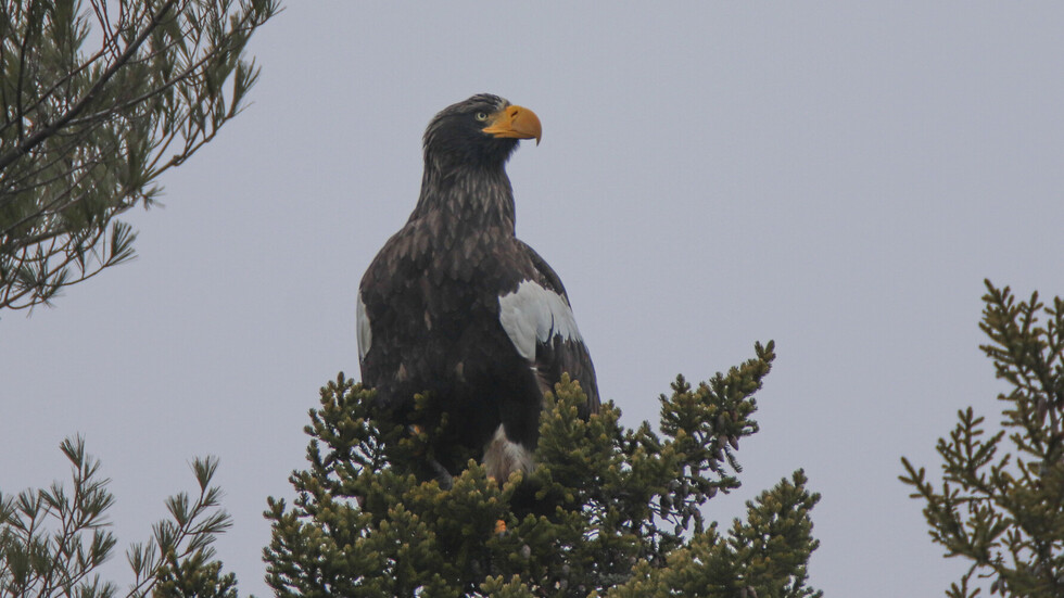 رصد نسر نادر في ولاية مين الأمريكية (صور)