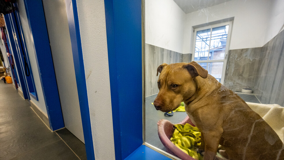 بالصورة.. كلب ينتظر عودة مالكته بعد وفاتها!