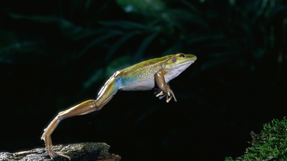 العلم يخطو نحو تحقيق هدف "الطب التجديدي" بإعادة نمو ساق ضفدع مفقودة!