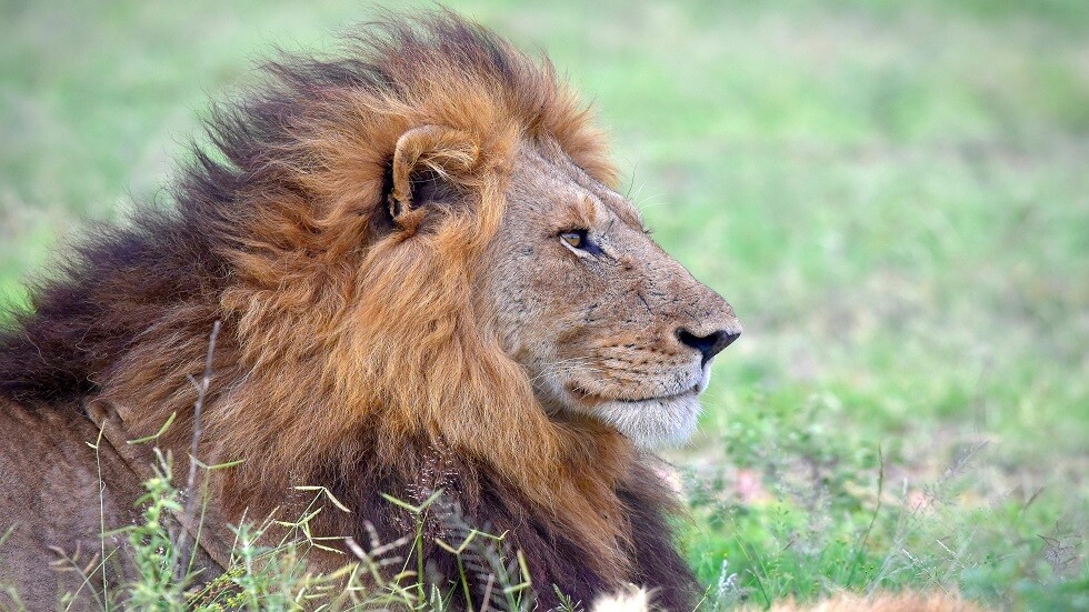 إيران.. أسد يقتل حارسه في حديقة الحيوان بمدينة آراك